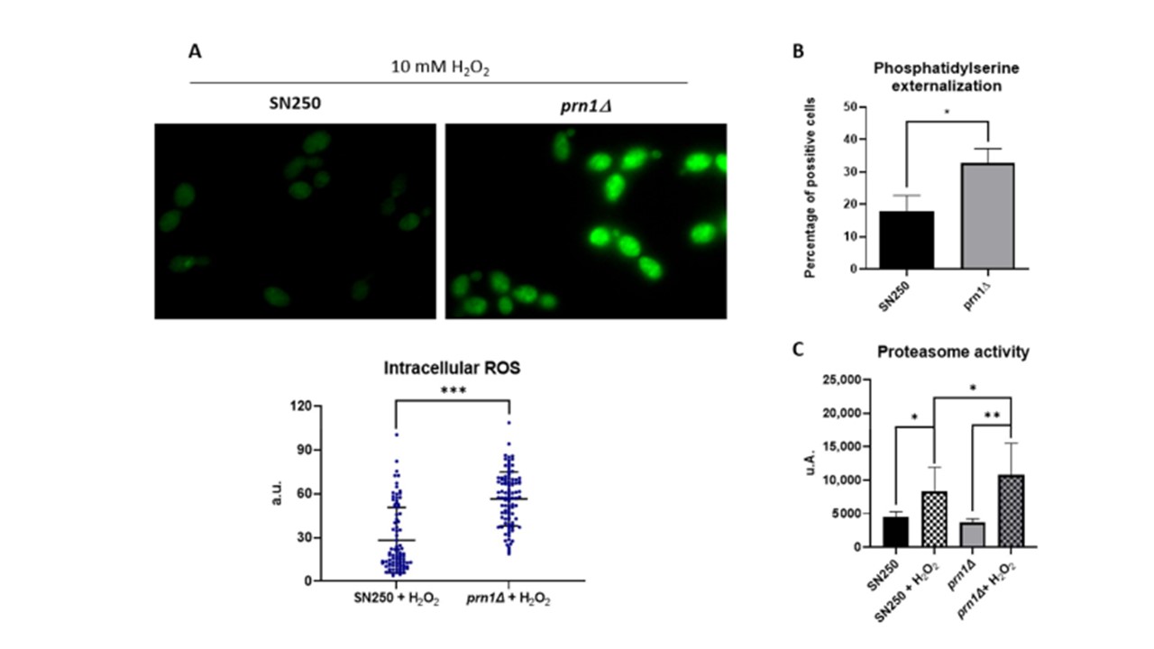Nuevo artículo: Unravelling the Role of Candida albicans Prn1 in the Oxidative Stress Response through a Proteomics Approach 